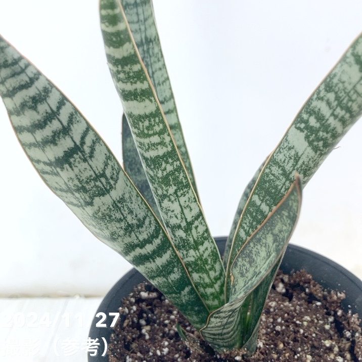 サンスベリア 3.5号 クロコダイルロック 黒プラ鉢｜観葉02-D2 | 観葉