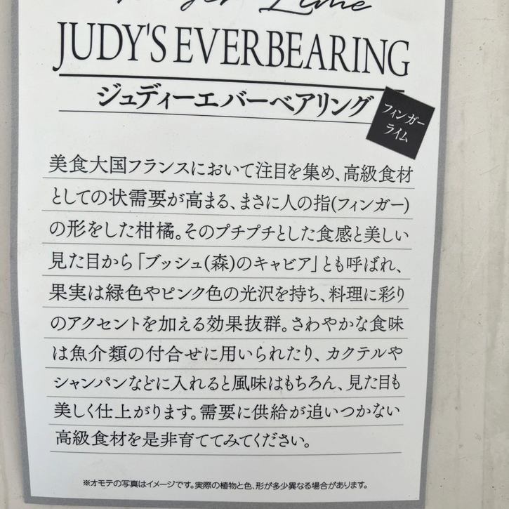 フィンガーライム 4.5号 ジュディーエバーベアリング|柑橘|果樹04-PA
