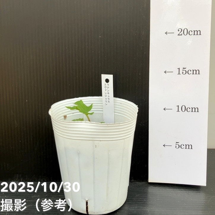 【お買い得】ラナンキュラス ランドセルシリーズ 3.5号 サラセレネ エヴァンジェリン PVP|草花10-TU