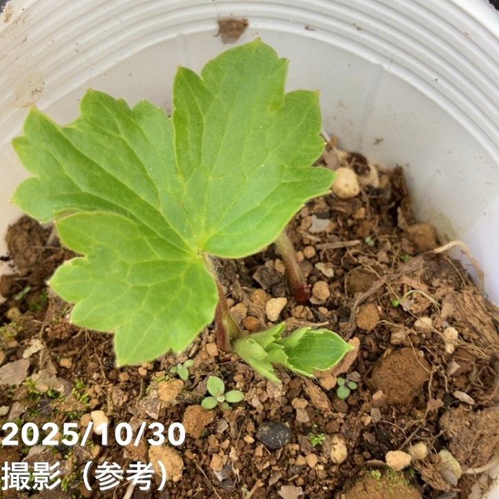 【お買い得】ラナンキュラス ランドセルシリーズ 3.5号 サラセレネ エヴァンジェリン PVP|草花10-TU