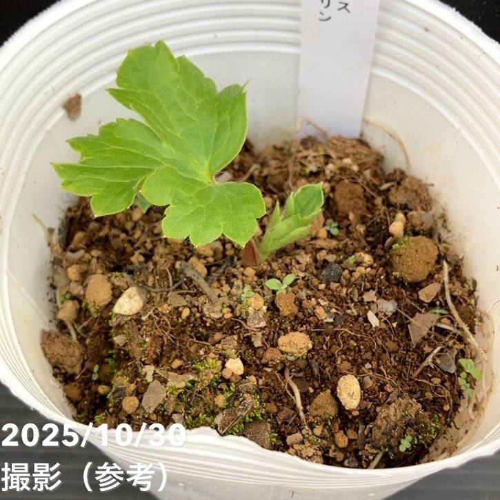 【お買い得】ラナンキュラス ランドセルシリーズ 3.5号 サラセレネ エヴァンジェリン PVP|草花10-TU