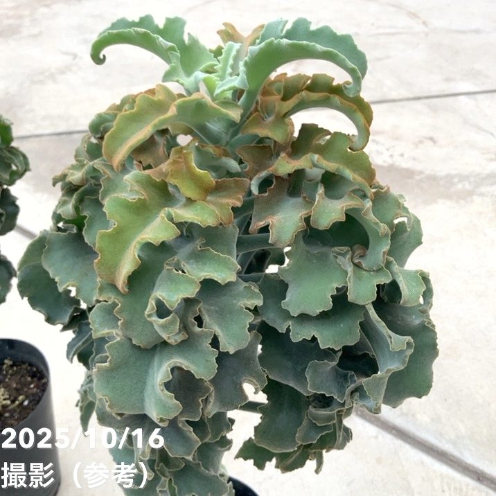 カランコエ ベハレンシス 仙女の舞 5号｜花木10-TU | 観葉・多肉