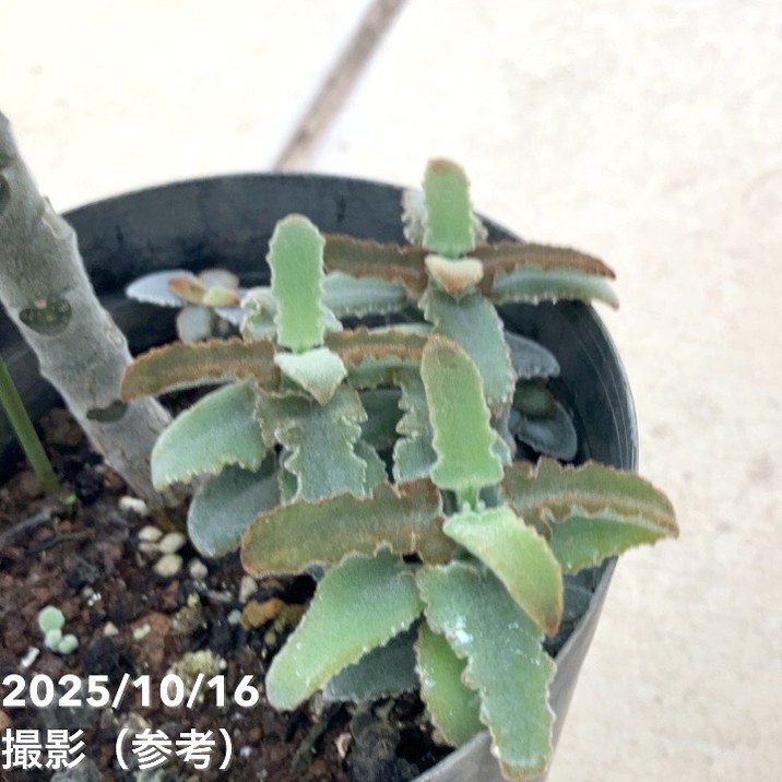 仙女の舞　カランコエ　170センチ　観葉植物　ビザールプランツ　多肉植物　レアプランツ　観葉植物　塊根植物　多肉植物　ビザールプランツ　レアプランツ　ガーデニング　植物　グリーン　趣味　盆栽　葉　花　庭　草　インテリア　おしゃれ　飾り　園芸　 楽天市場】【ケース販売：4入】 カランコエ （ベハレンシス： 仙女の舞