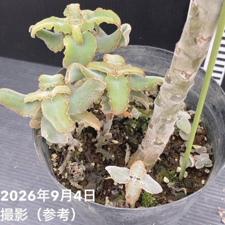 カランコエ ベハレンシス 仙女の舞 5号｜花木10-TU | 観葉・多肉