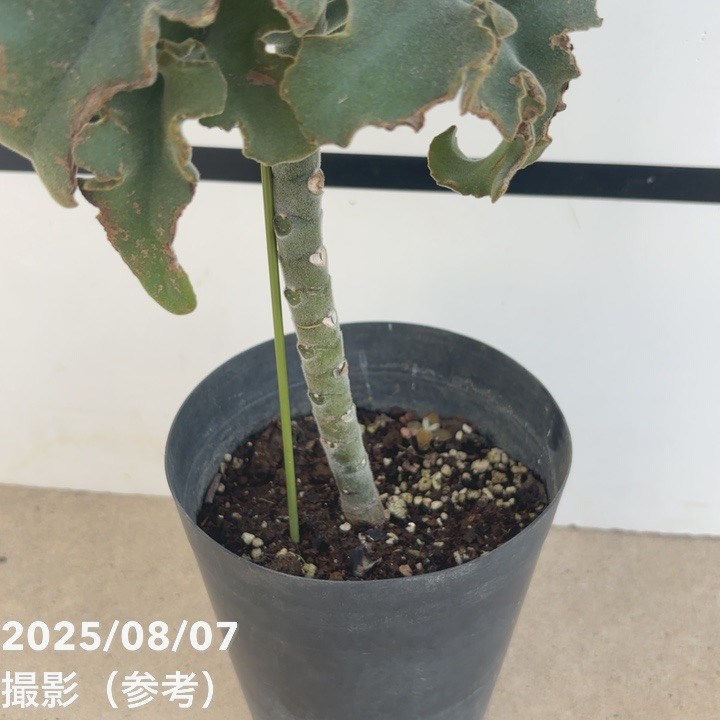 【現品】カランコエ・ベハレンシス　流通名：仙女の舞（せんにょのまい）9号鉢　ま７ 楽天市場】仙女の舞の通販