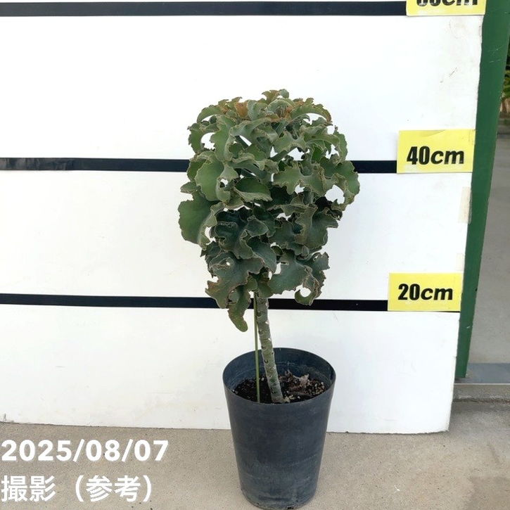 秋セール対象商品】カランコエ ベハレンシス 仙女の舞 5号｜花木