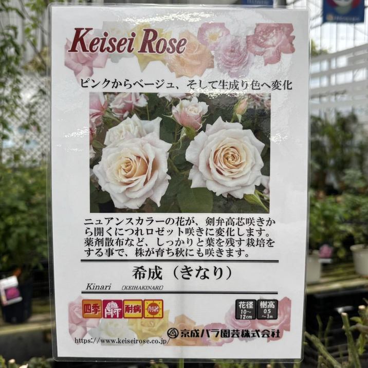 バラ大苗 希成（きなり） 6号 京成バラ園芸｜花木04-PA | 花木・庭木