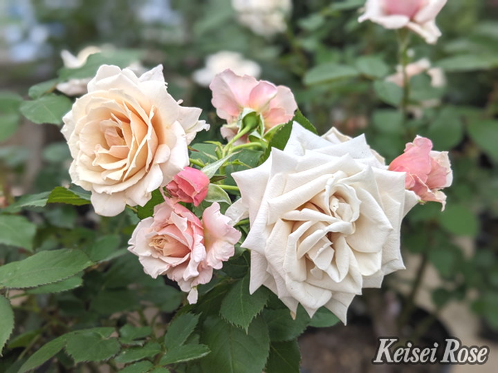 バラ大苗 希成（きなり） 6号 京成バラ園芸｜花木04-PA | 花木・庭木