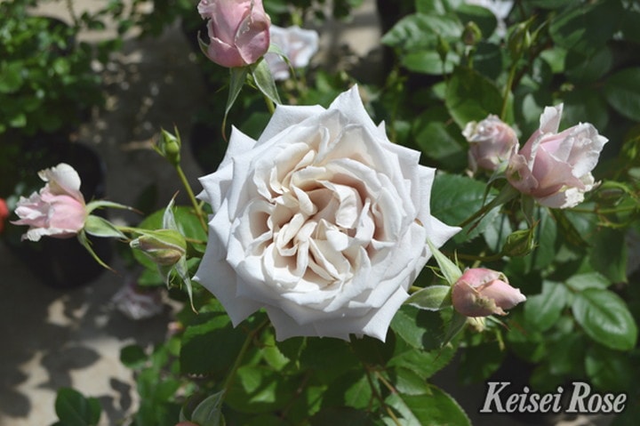 バラ大苗 希成（きなり） 7号 京成バラ園芸｜花木04-PA | 花木・庭木