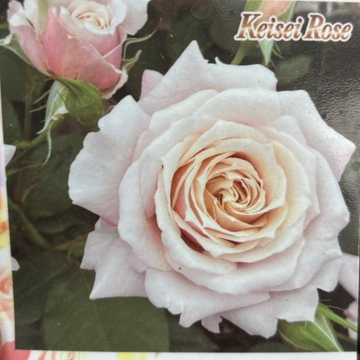 バラ大苗 希成（きなり） 7号 京成バラ園芸｜花木04-PA | 花木・庭木