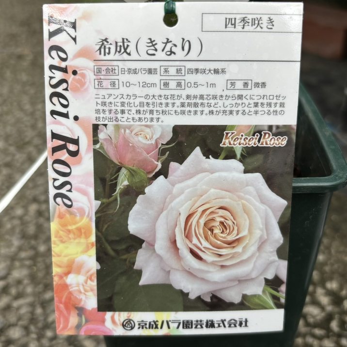 バラ大苗 希成（きなり） 6号 京成バラ園芸｜花木04-PA | 花木・庭木