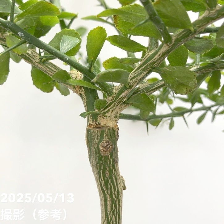 こるふぁーむ フィンガーライム 5号 フレバリーグリーン（代引き不可