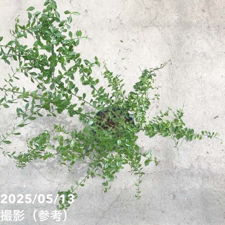 こるふぁーむ フィンガーライム 5号 フレバリーグリーン（代引き不可