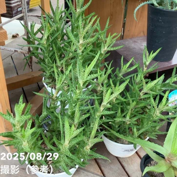 ♪♪アロエ ♪♪アロエ 翡翠殿錦 極上斑2株植え 原種アロエ