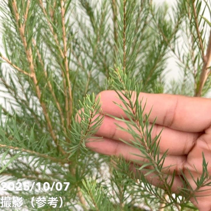 メラレウカ メディカルティーツリー 8号 剪定苗|花木10-TN