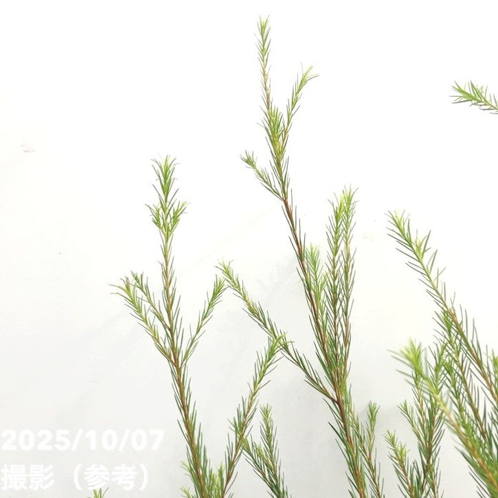 メラレウカ メディカルティーツリー 8号 剪定苗|花木10-TN