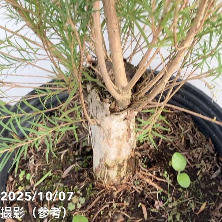 メラレウカ メディカルティーツリー 8号 剪定苗|花木10-TN