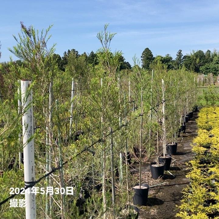 メラレウカ メディカルティーツリー 8号 剪定苗|花木10-TN