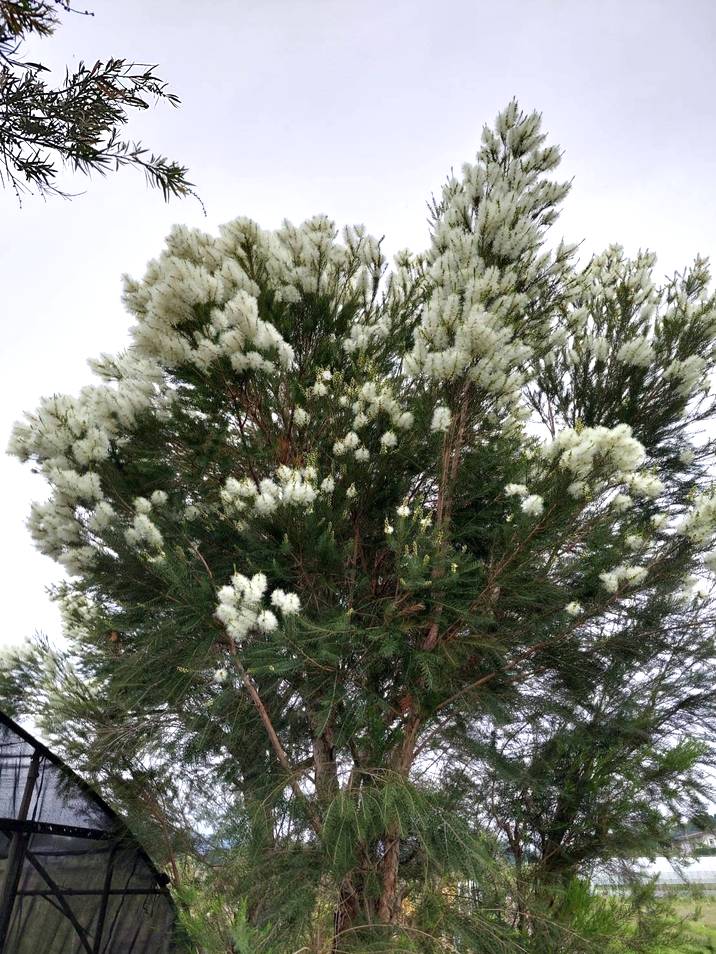 メラレウカ メディカルティーツリー 8号 剪定苗|花木10-TN