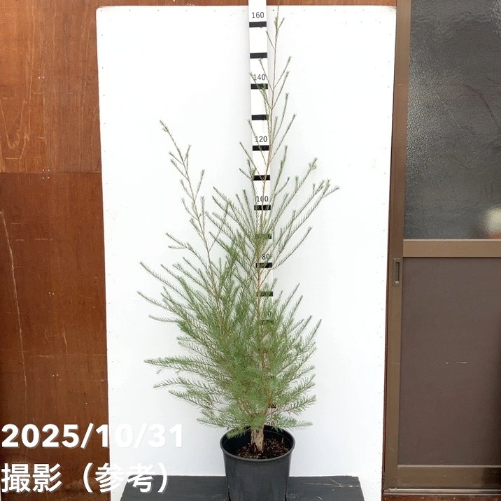 メラレウカ メディカルティーツリー 8号 剪定苗｜花木10-TN | 花木