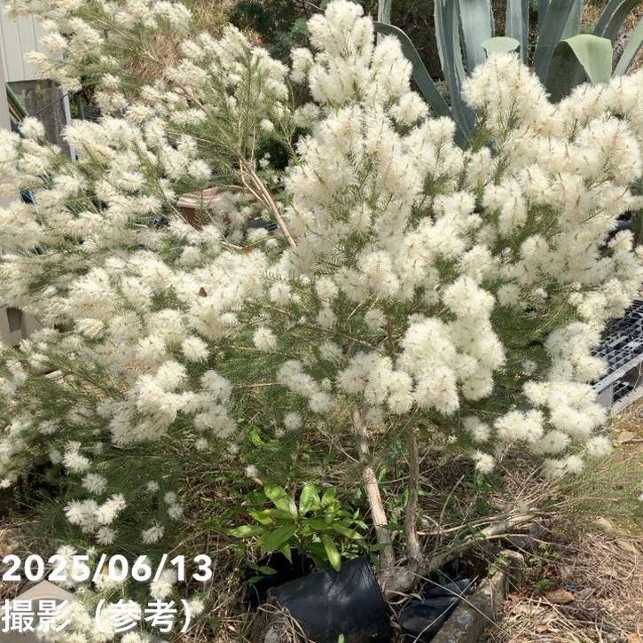 メラレウカ メディカルティーツリー 8号 剪定苗|花木10-TN