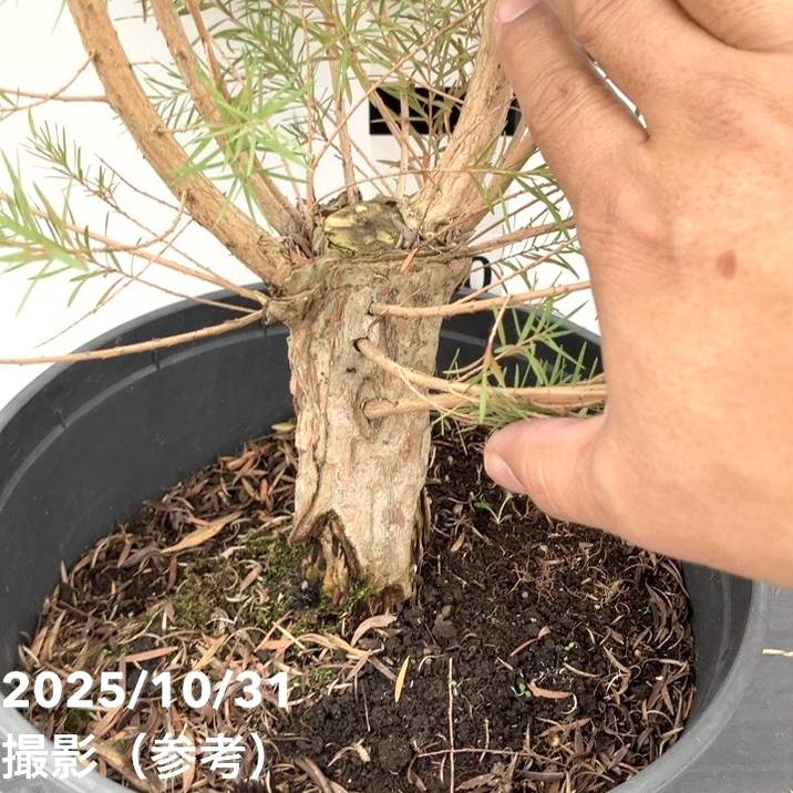 メラレウカ メディカルティーツリー 8号 剪定苗｜花木10-TN | 花木