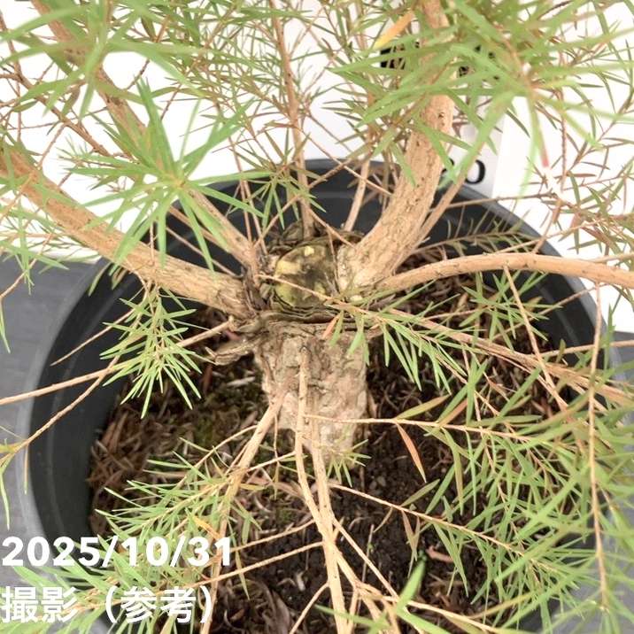 メラレウカ メディカルティーツリー 8号 剪定苗｜花木10-TN | 花木