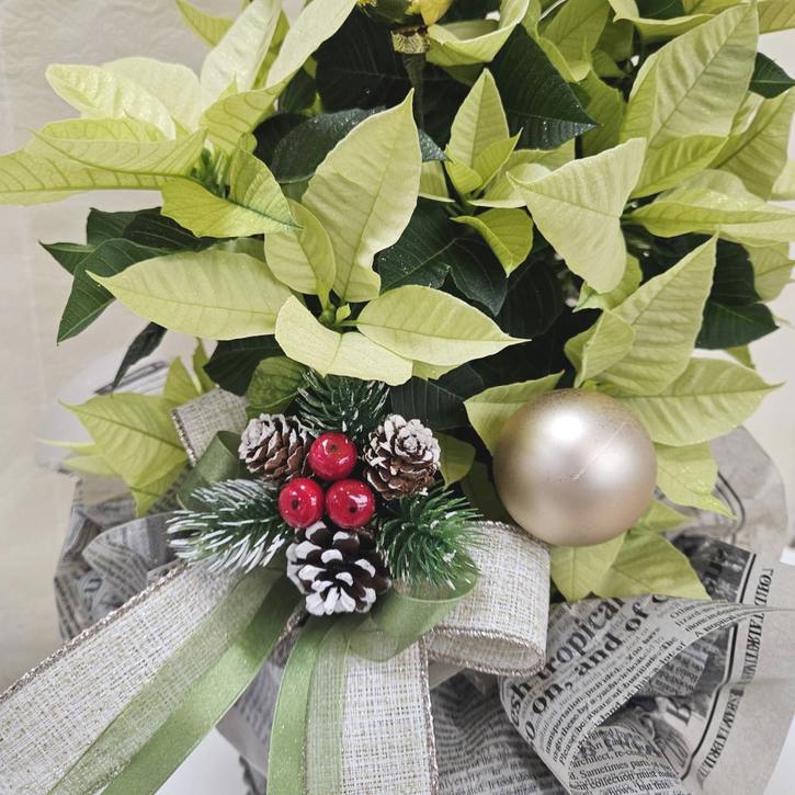 冬ギフト ポインセチア ビューティーライム｜手作04-PA | ギフト