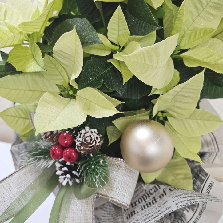 冬ギフト ポインセチア ビューティーライム｜手作04-PA | ギフト