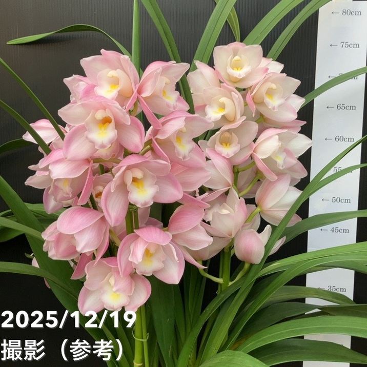 シンビジューム 6号プラ鉢 3本立 ルチアーノ マイウサギ｜洋蘭04-PA