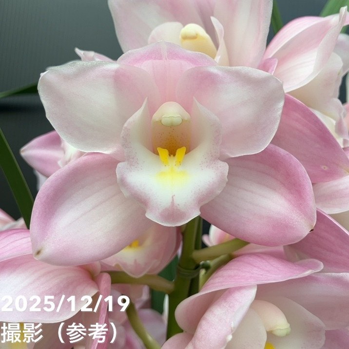シンビジューム 6号プラ鉢 3本立 ルチアーノ マイウサギ｜洋蘭04-PA