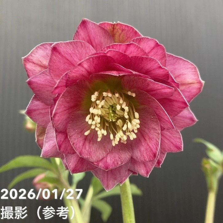 お買い得一点物咲き進み株】加藤農園 クリスマスローズ グロッシー