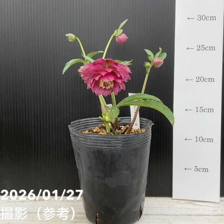 お買い得一点物咲き進み株】加藤農園 クリスマスローズ グロッシー