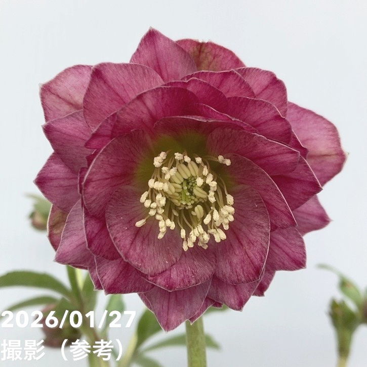 お買い得一点物咲き進み株】加藤農園 クリスマスローズ グロッシー