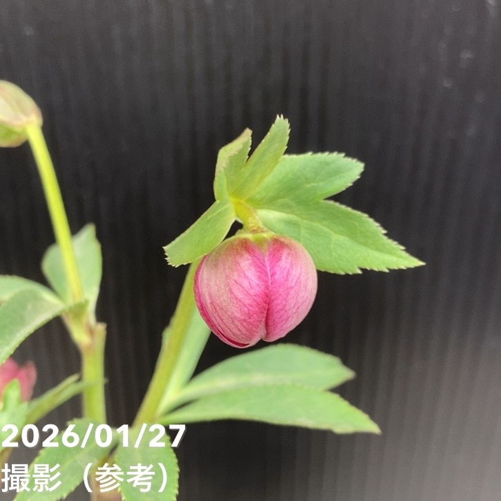 お買い得一点物咲き進み株】加藤農園 クリスマスローズ グロッシー