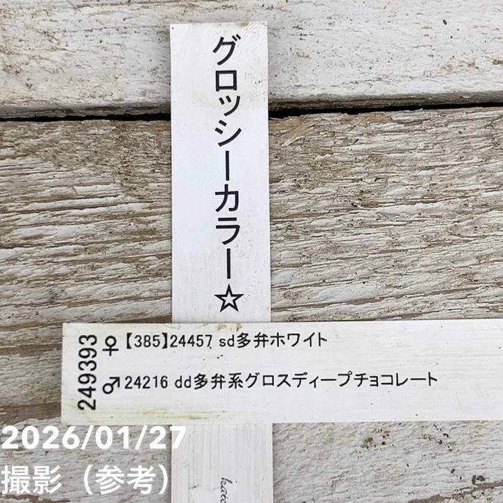 お買い得一点物咲き進み株】加藤農園 クリスマスローズ グロッシー