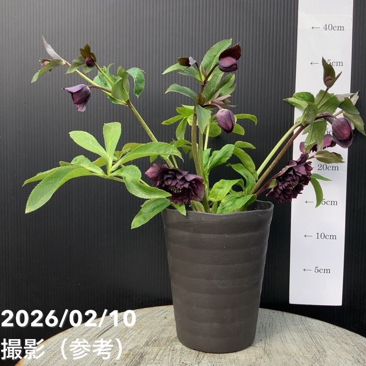 一点物】広瀬園芸 クリスマスローズ 4.5号（HR14）｜山野04-PA | 草花