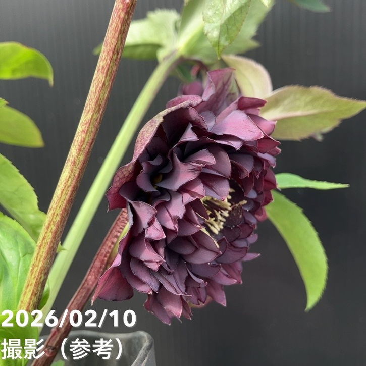 一点物】広瀬園芸 クリスマスローズ 4.5号（HR14）｜山野04-PA | 草花