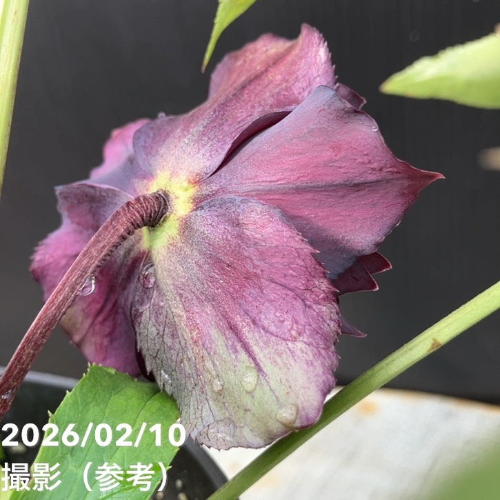 一点物】広瀬園芸 クリスマスローズ 4.5号（HR14）｜山野04-PA | 草花