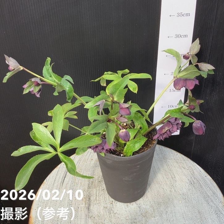 一点物】広瀬園芸 クリスマスローズ 4.5号（HR14）｜山野04-PA | 草花