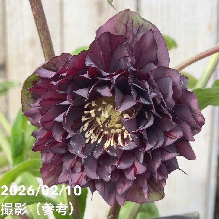 一点物】広瀬園芸 クリスマスローズ 4.5号（HR14）｜山野04-PA | 草花