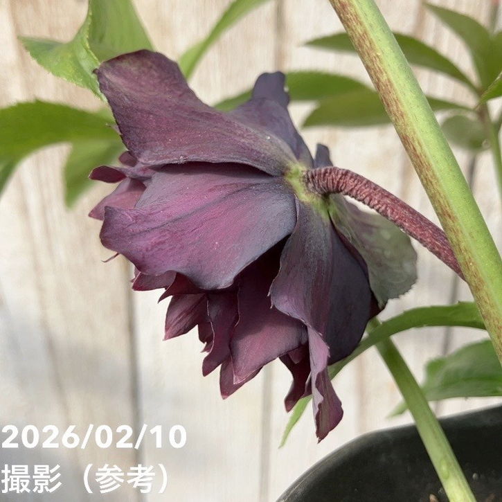 一点物】広瀬園芸 クリスマスローズ 4.5号（HR14）｜山野04-PA | 草花