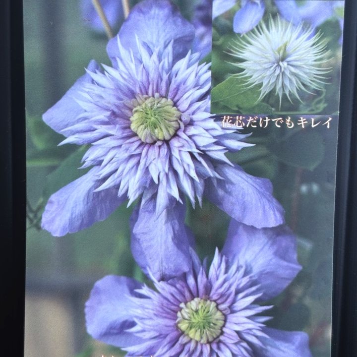 花です 国内販売中/28日発売予定】アディダス オリジナルス ZX 8000 