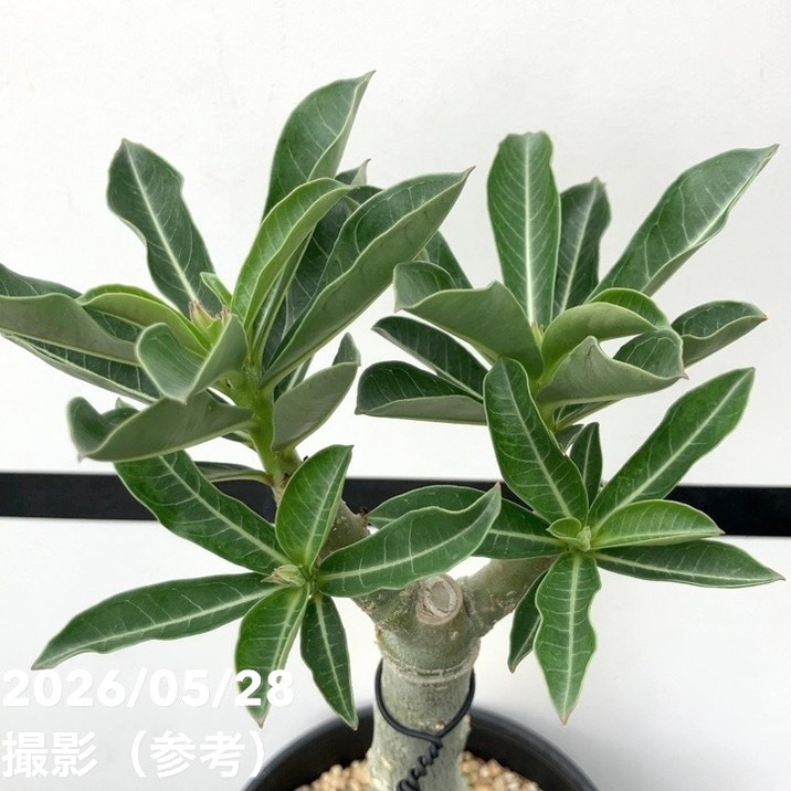 【お得セット】アデニウム　オベスム　10品種セット 決算P5倍！10%OFF！8/2まで】アデニウム オベスム 4号 Kuhlab Suphan