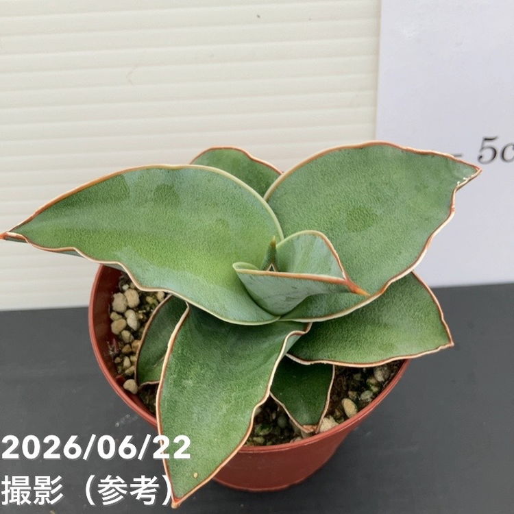サンスベリア 2.5号 ブルーキュー 生産鉢仕様｜観葉02-D2 | 観葉・多肉
