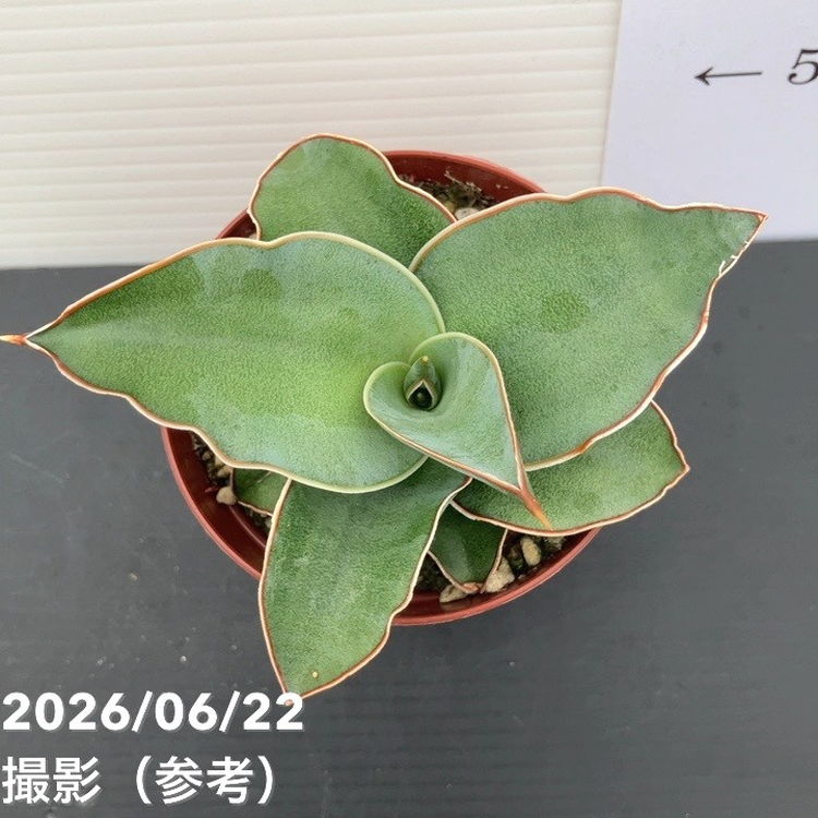 決算P5倍！10%OFF！8/2まで】サンスベリア 2.5号 ブルーキュー 生産鉢