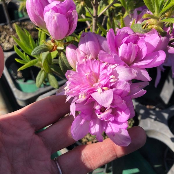ツツジ 藤万葉 4号×3株セット｜花木10-AK | 花木・庭木,サツキ
