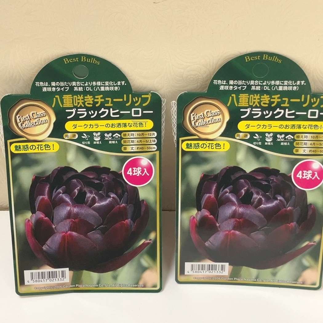 八重咲きチューリップ ブラックヒーロー 4球入り×2袋セット｜球根04-PA