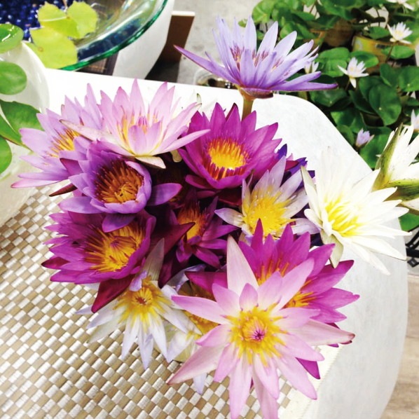 熱帯スイレン 7号 エドワード D ウバー｜草花01-D1 | 草花,熱帯