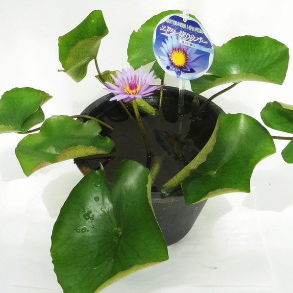 熱帯スイレン 7号 エドワード D ウバー｜草花01-D1 | 草花,熱帯